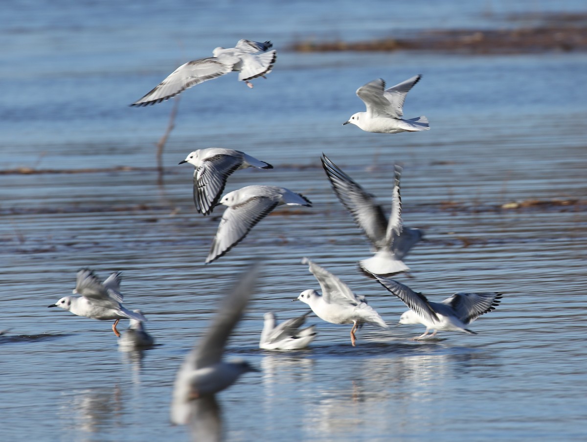 Bonaparte's Gull - ML612162617