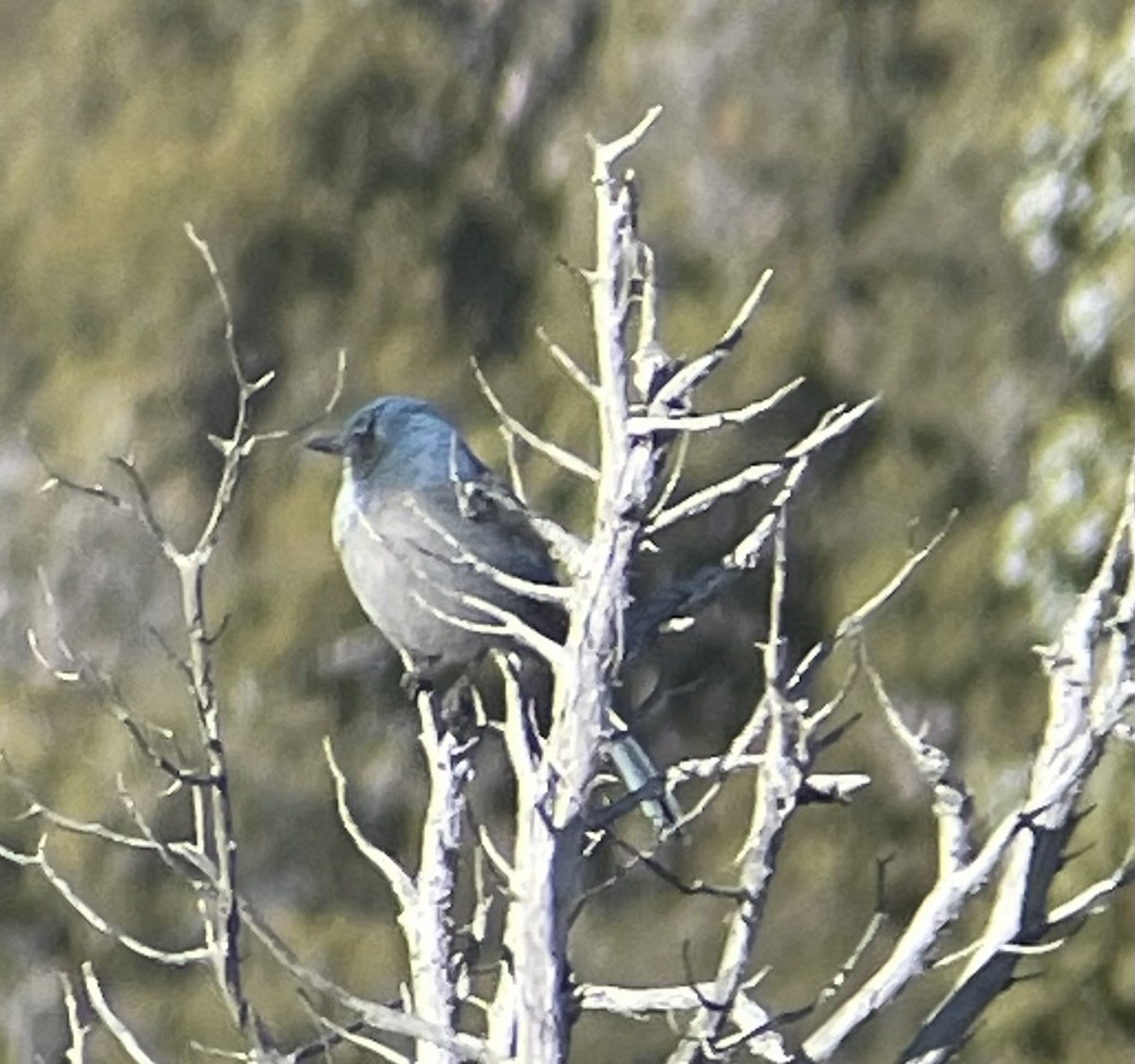 Woodhouse's Scrub-Jay - ML612162662