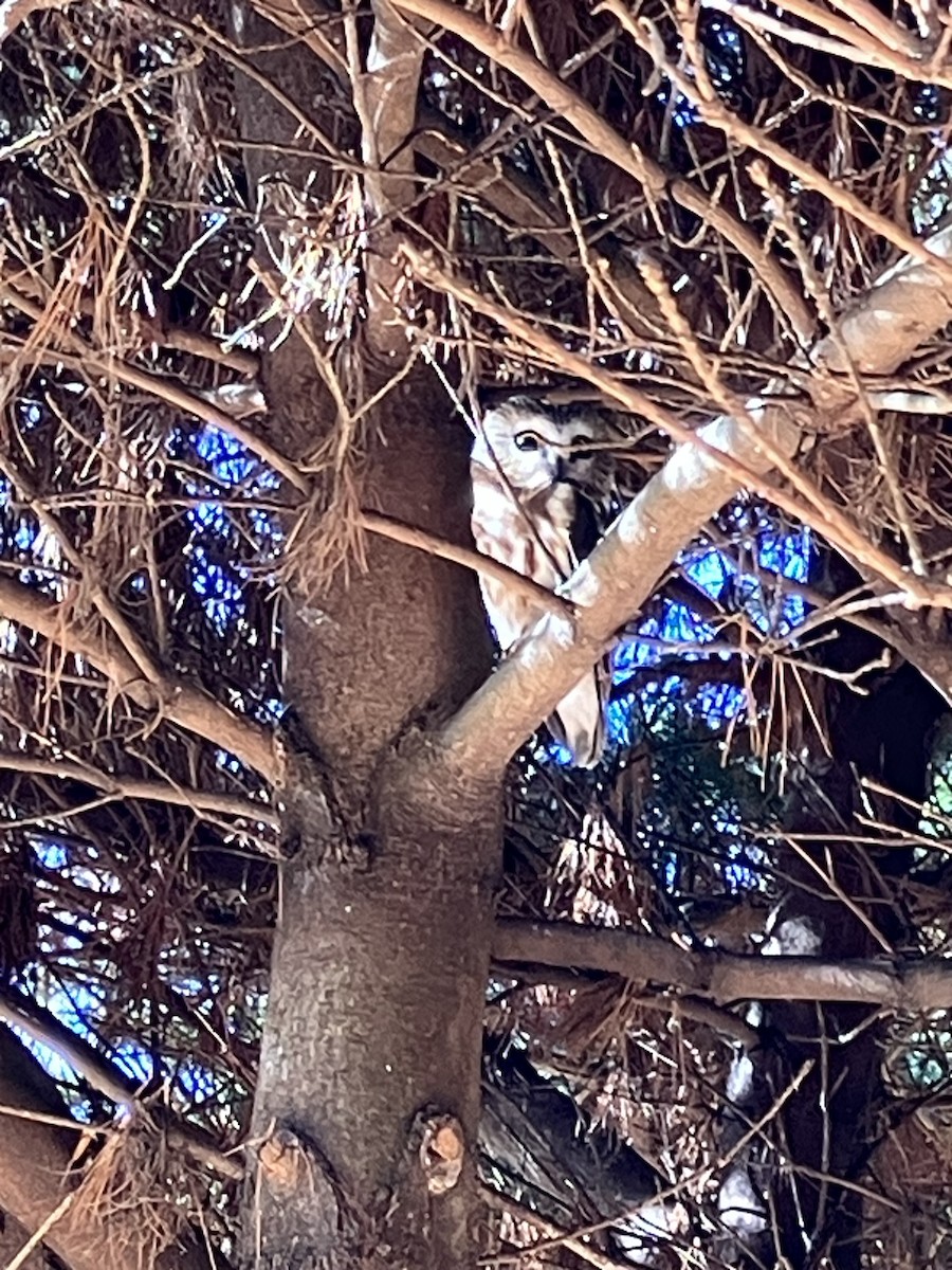 Northern Saw-whet Owl - ML612162676