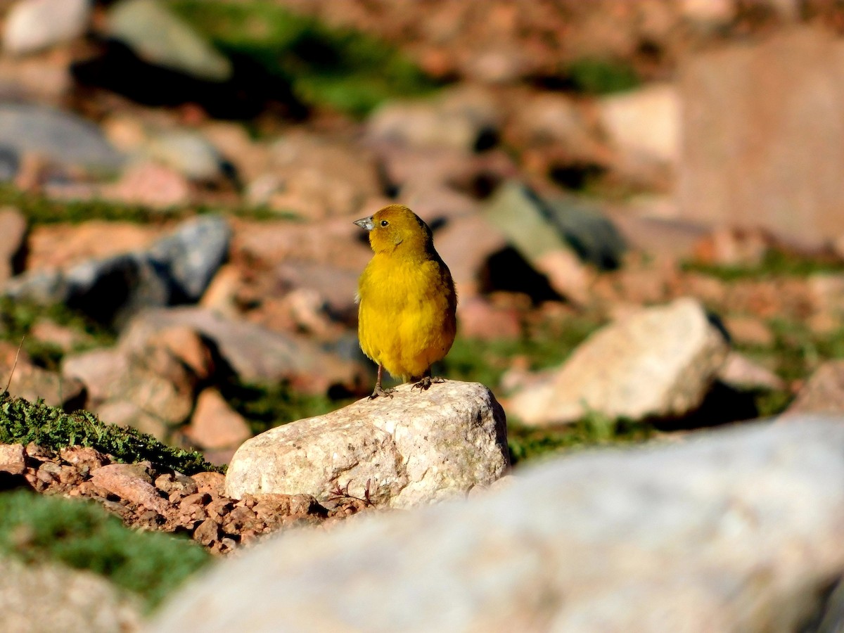 Greater Yellow-Finch - Sergio Eduardo Villagra