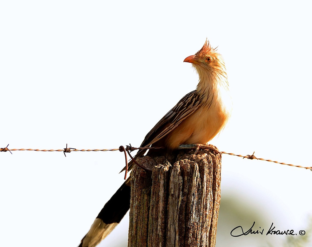 Guira Cuckoo - ML61216271