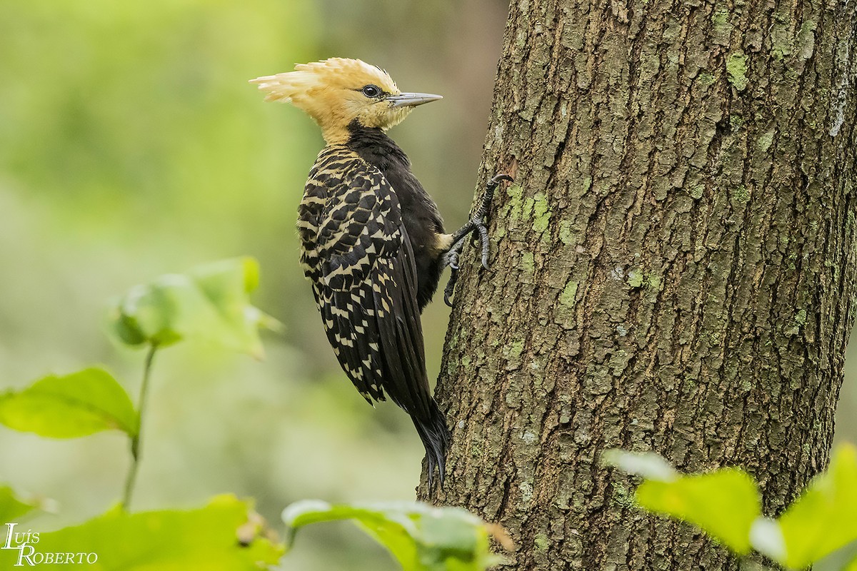 Blond-crested Woodpecker - Luis Roberto da Silva