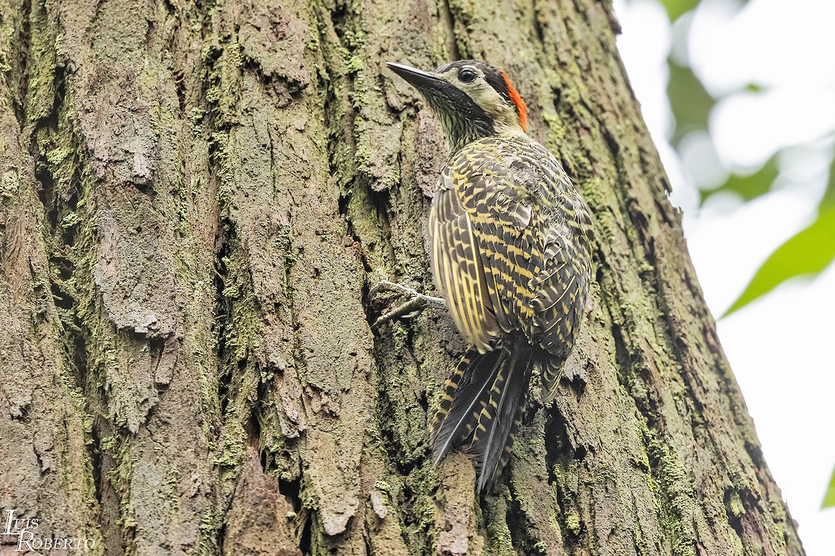 Green-barred Woodpecker - ML612162734