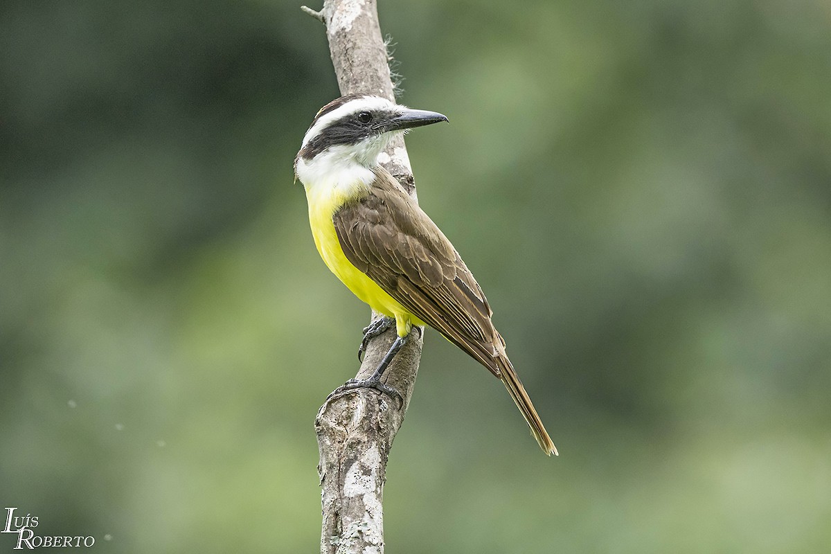 Great Kiskadee - ML612162743