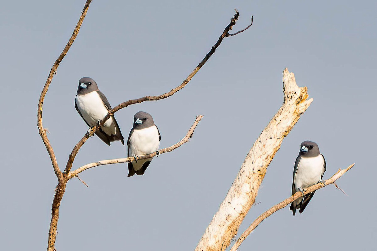 White-breasted Woodswallow - Gustino Lanese