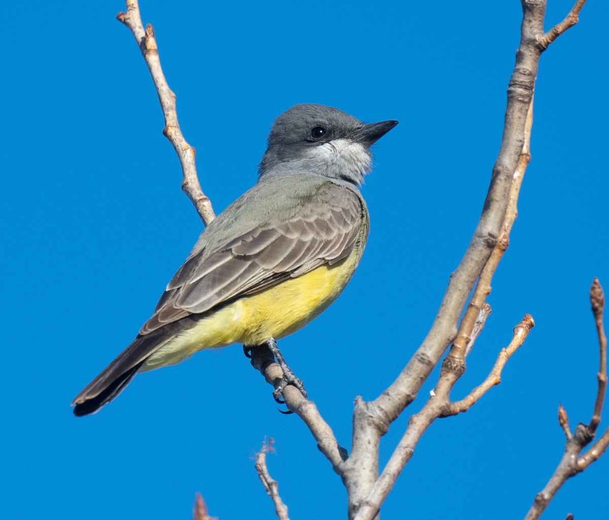 Cassin's Kingbird - ML612162884