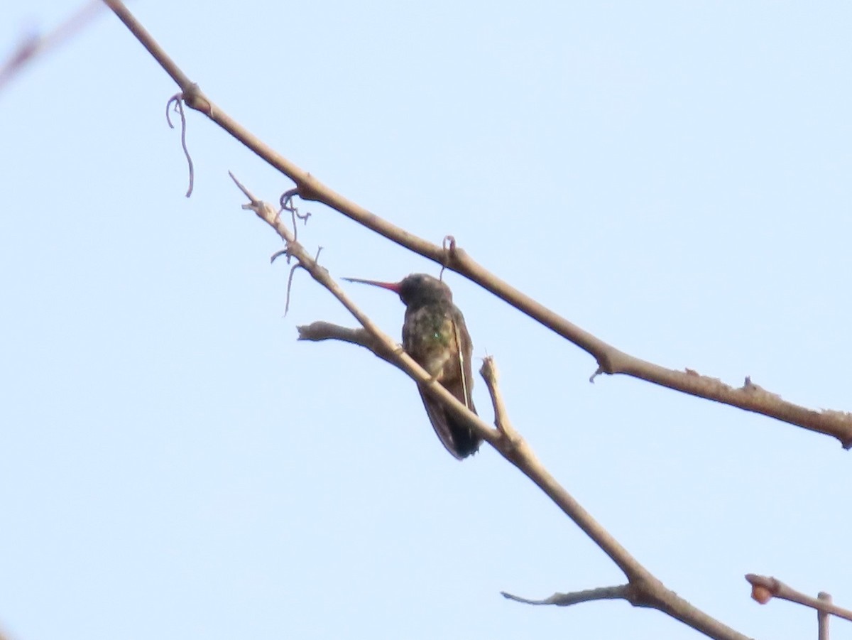 Broad-billed Hummingbird - Steven Lima