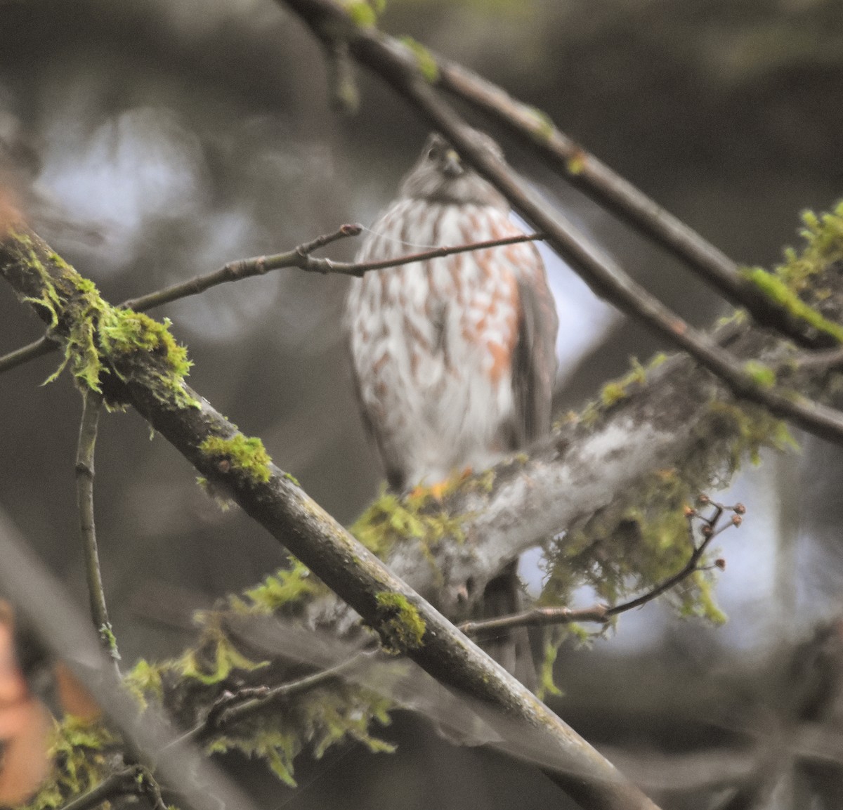 Sharp-shinned Hawk - ML612162917