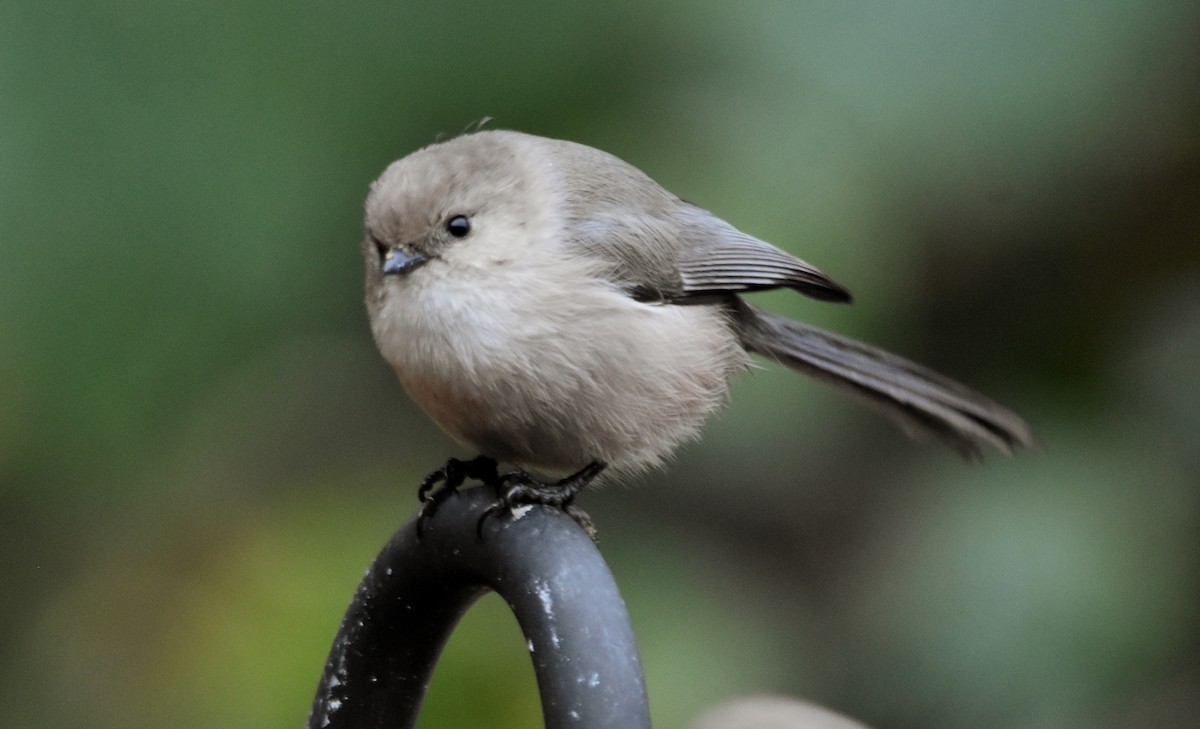 Bushtit - ML612162927