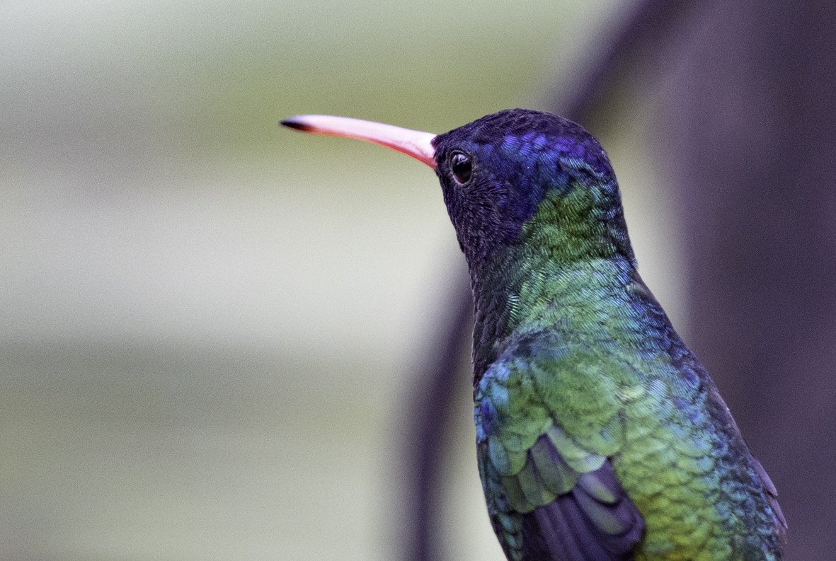 kolibřík modrohlavý - ML612162986