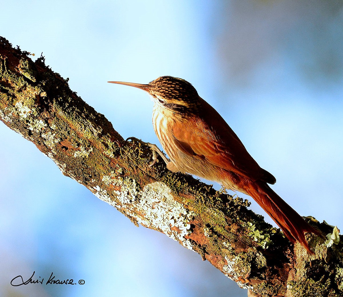 Narrow-billed Woodcreeper - ML61216301