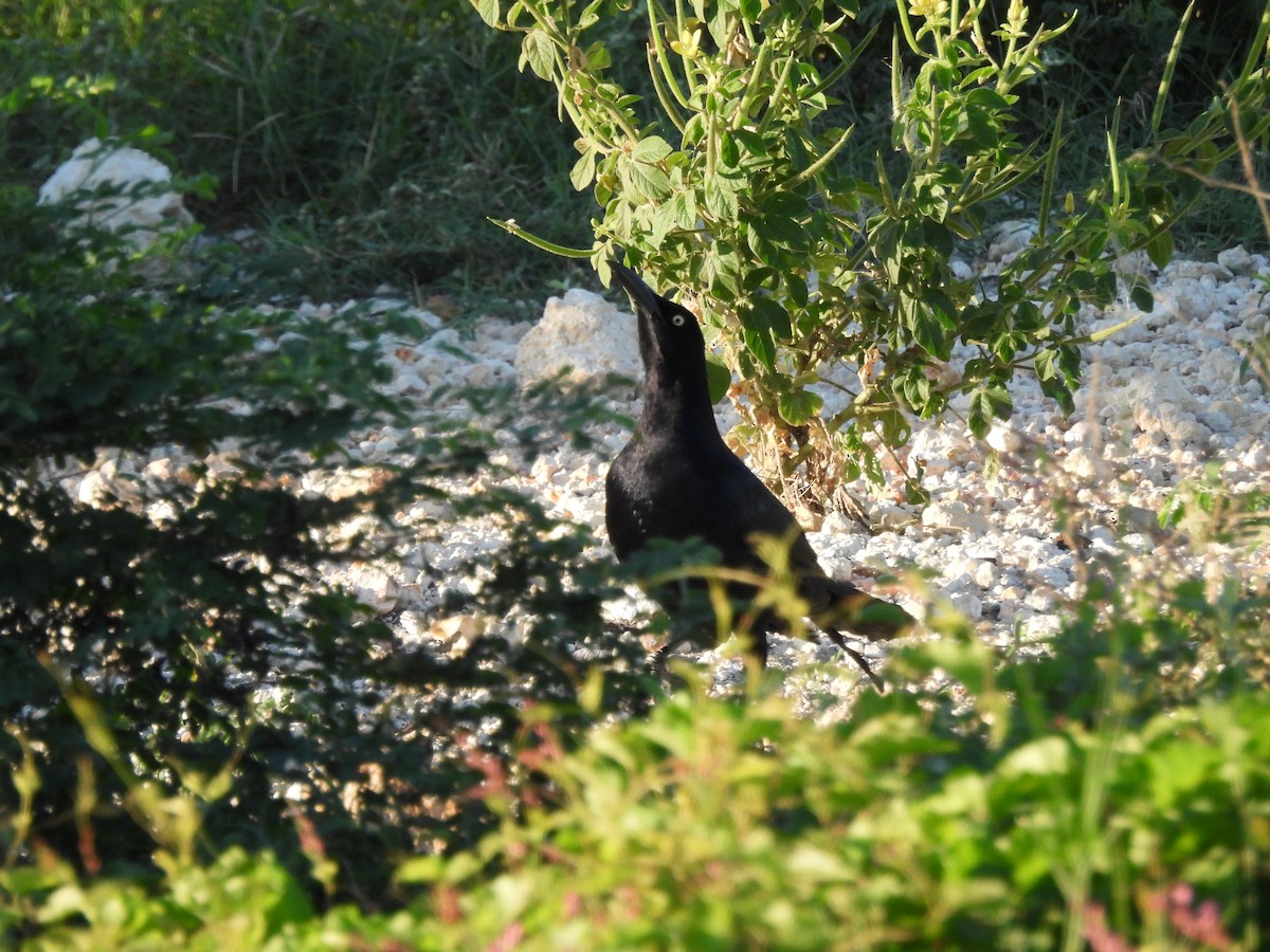 Greater Antillean Grackle - ML612163074