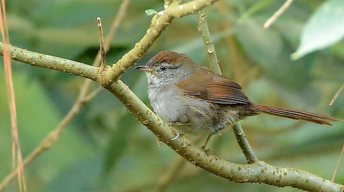 Pijuí Pechiblanco - ML61216311