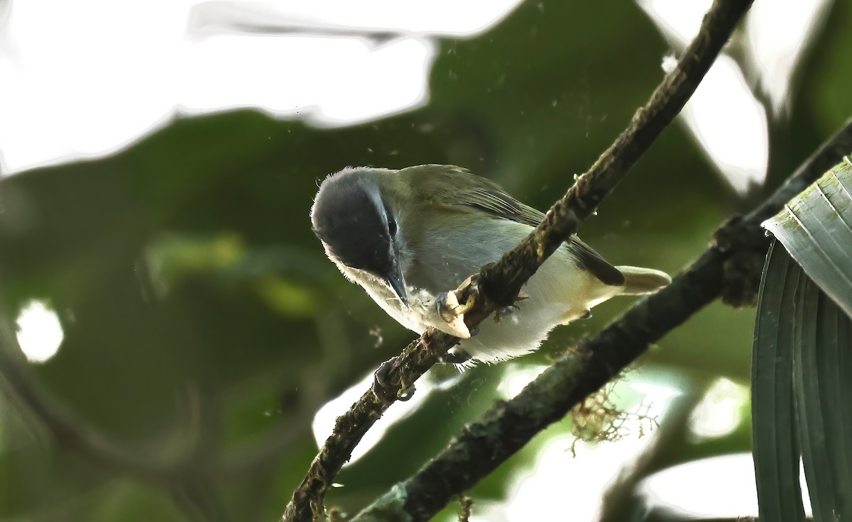 Chivi Vireo (resident) - Anne Bielamowicz