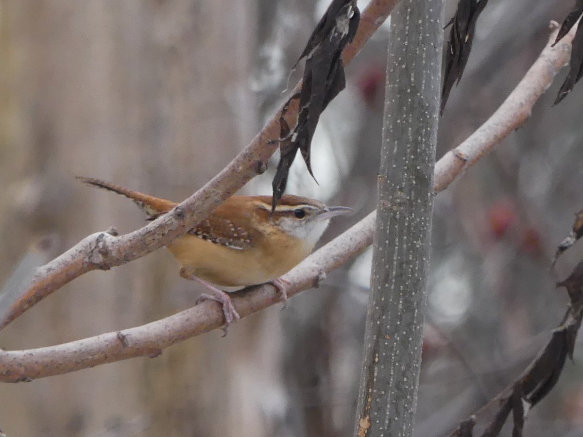 Carolina Wren - ML612163274