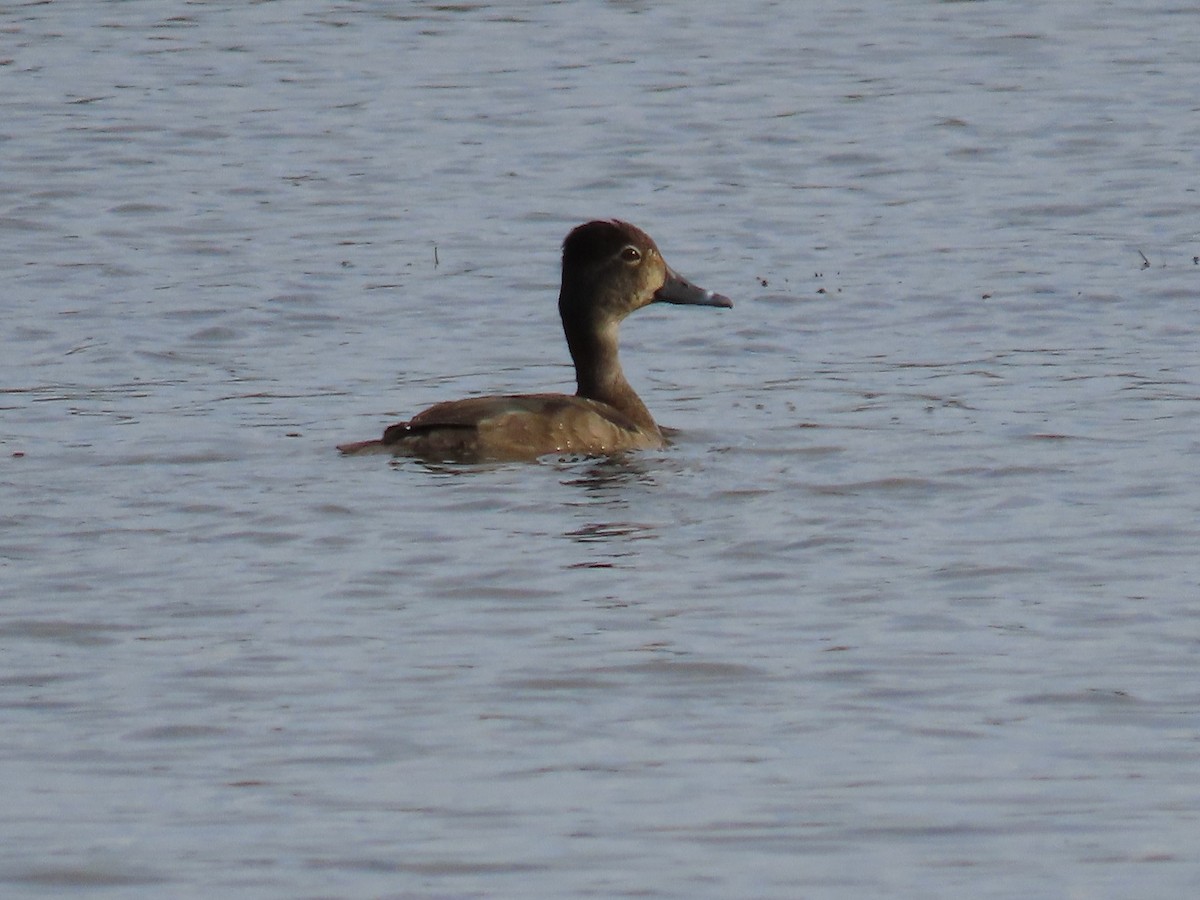 Ring-necked Duck - ML612163284