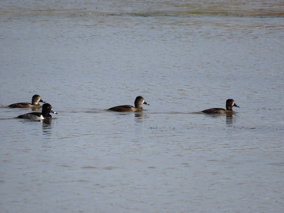 Ring-necked Duck - ML612163285