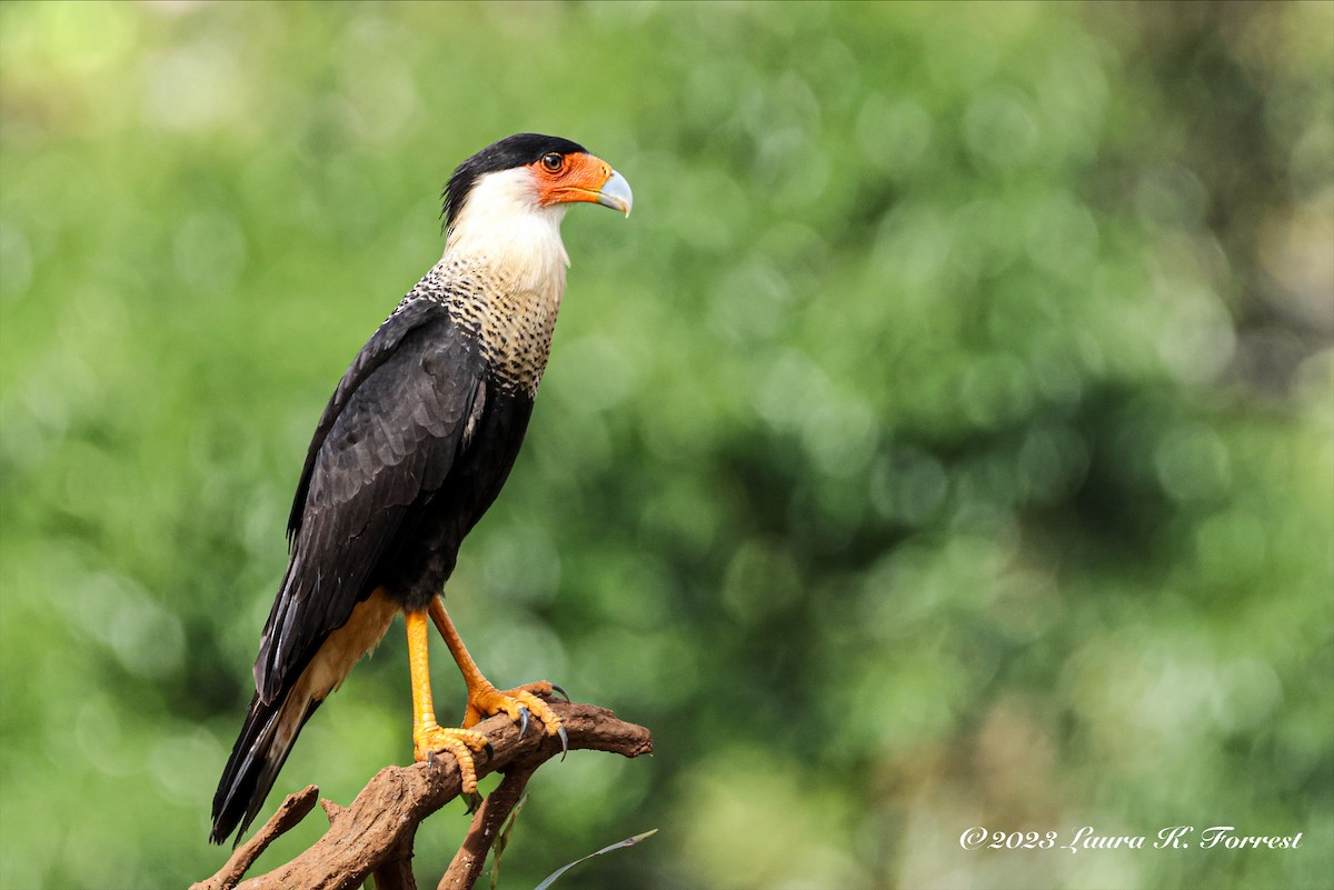 Crested Caracara - Laura Forrest