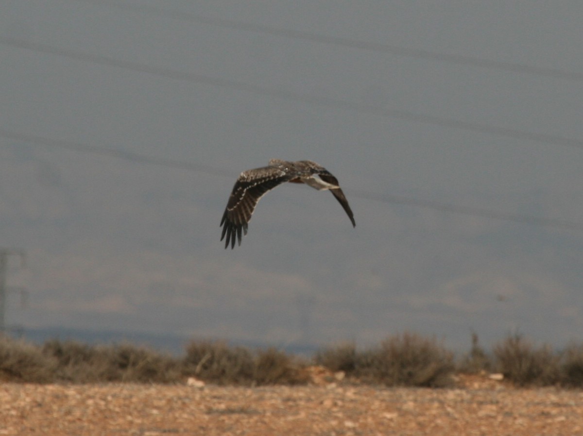 Black Kite - ML612163339