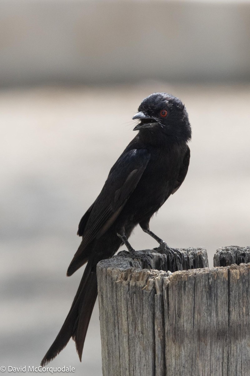 Fork-tailed Drongo - ML612163659