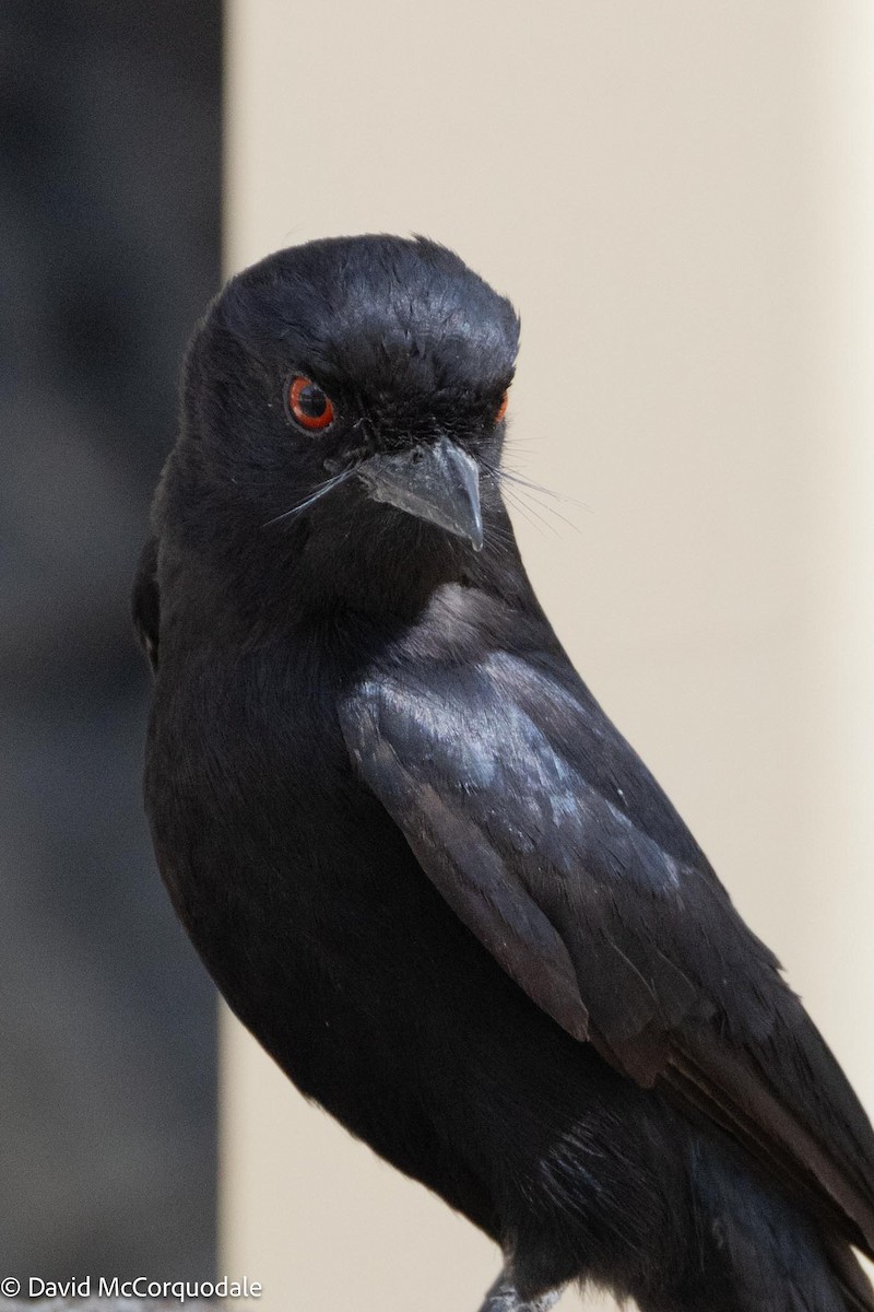 Fork-tailed Drongo - ML612163660