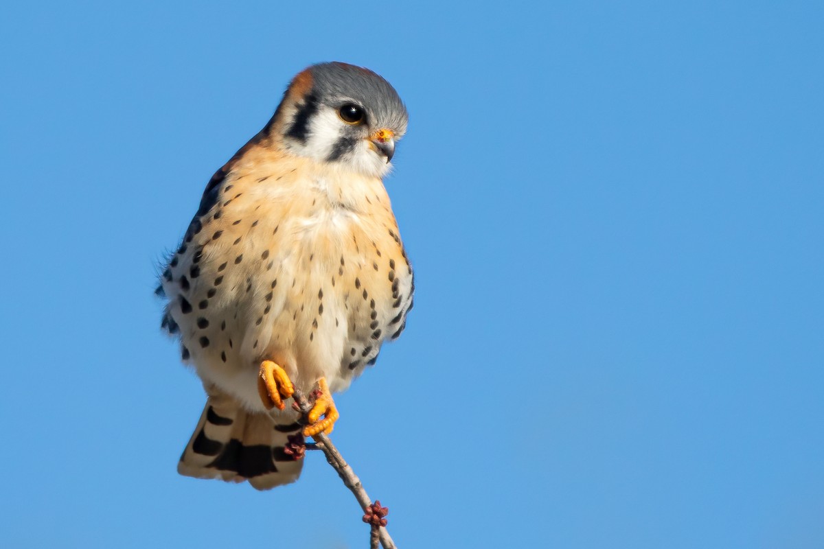 American Kestrel - ML612163784