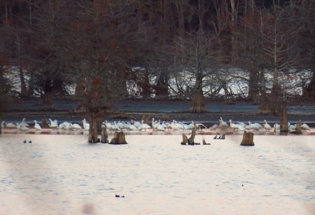 White Ibis - ML612163873