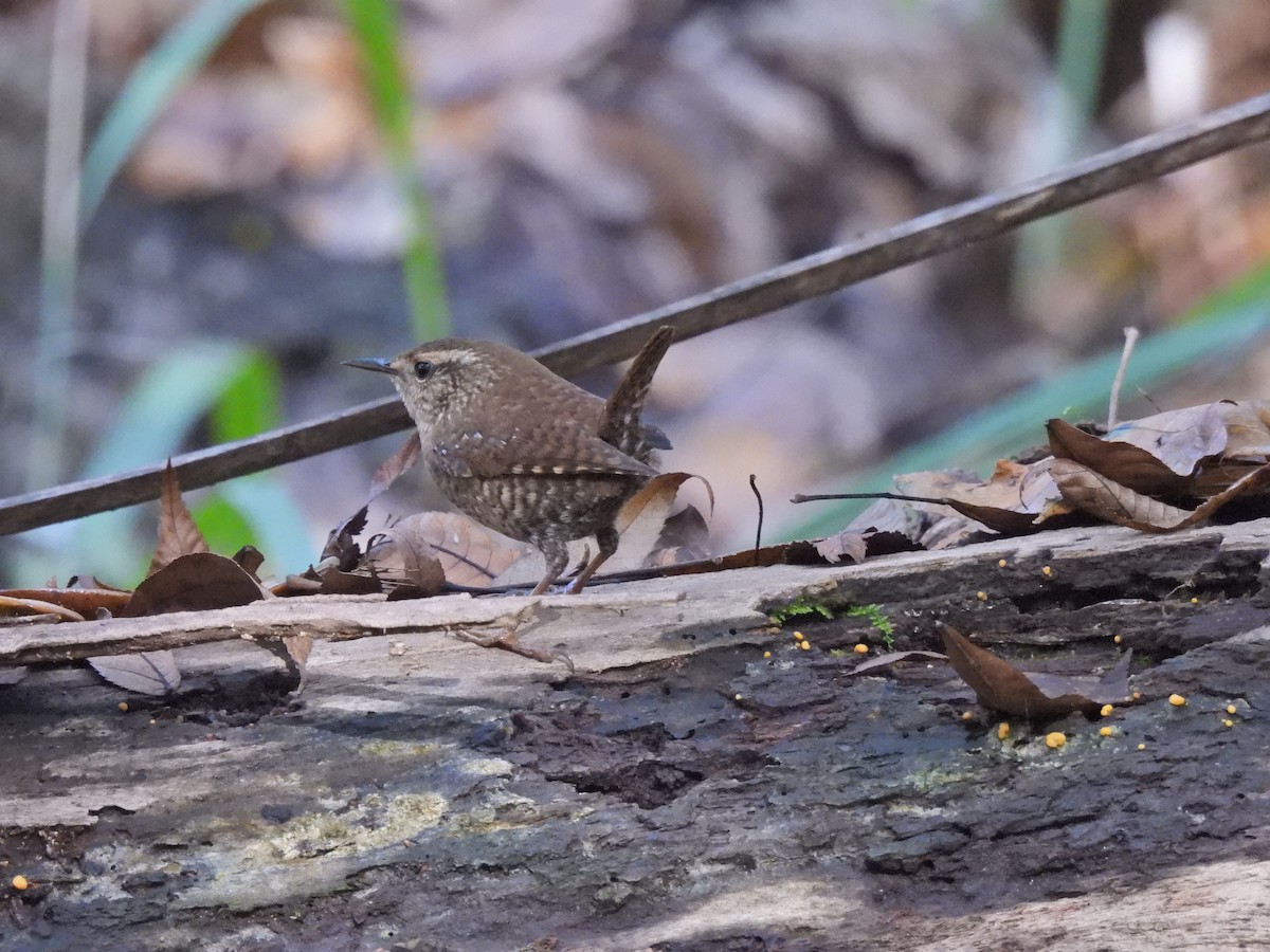 Winter Wren - ML612164013