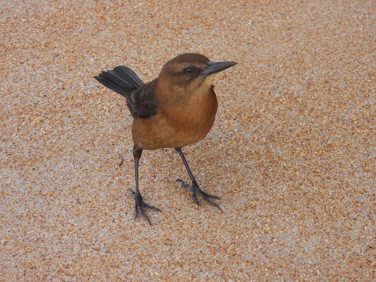 Boat-tailed Grackle (westoni) - ML612164015