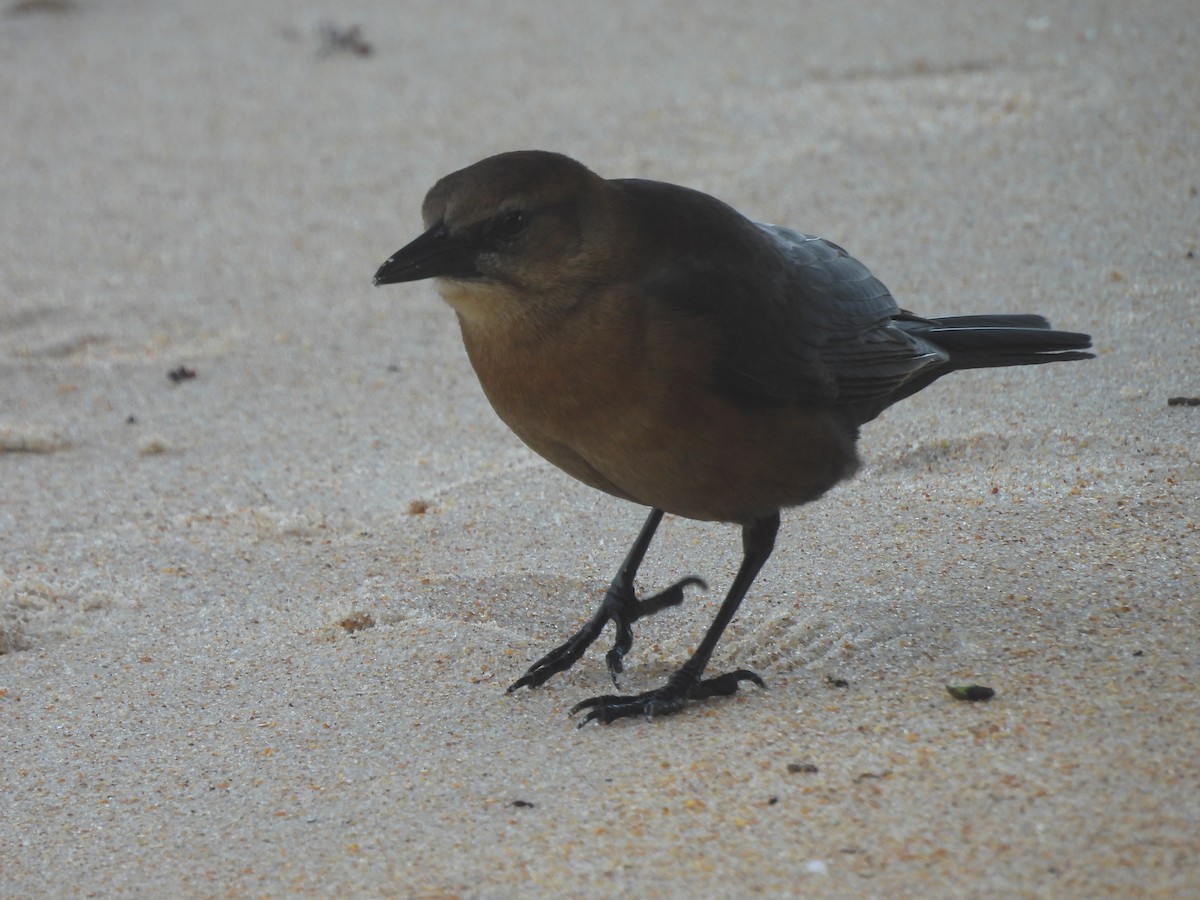 Boat-tailed Grackle (westoni) - ML612164022