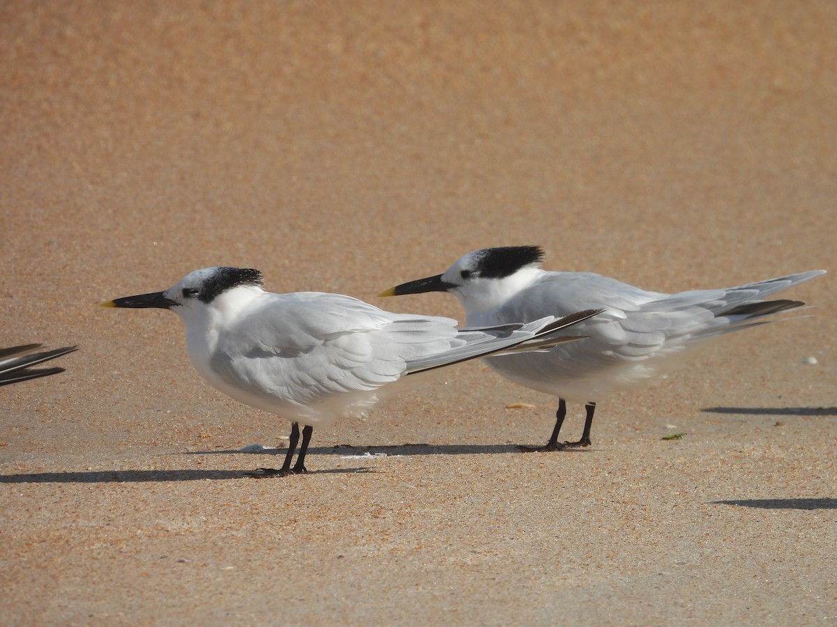 Sandwich Tern - ML612164030