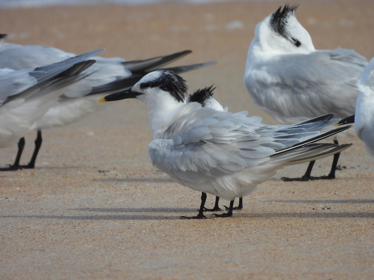 Sandwich Tern - ML612164038