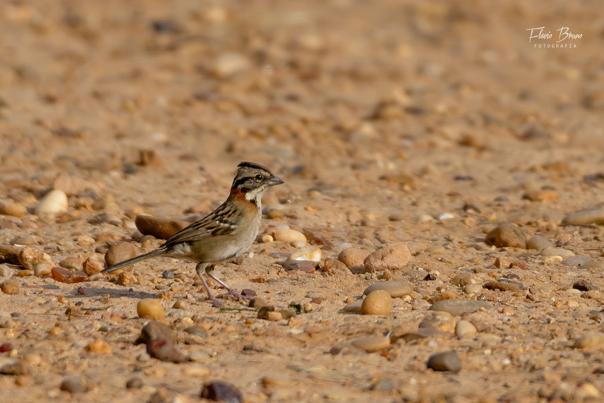 Rufous-collared Sparrow - ML612164049