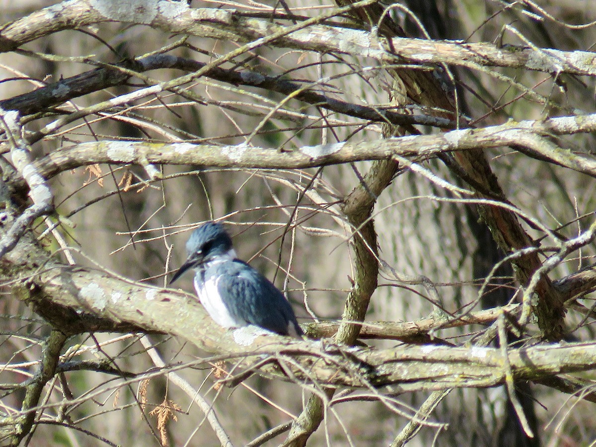 Belted Kingfisher - ML612164065