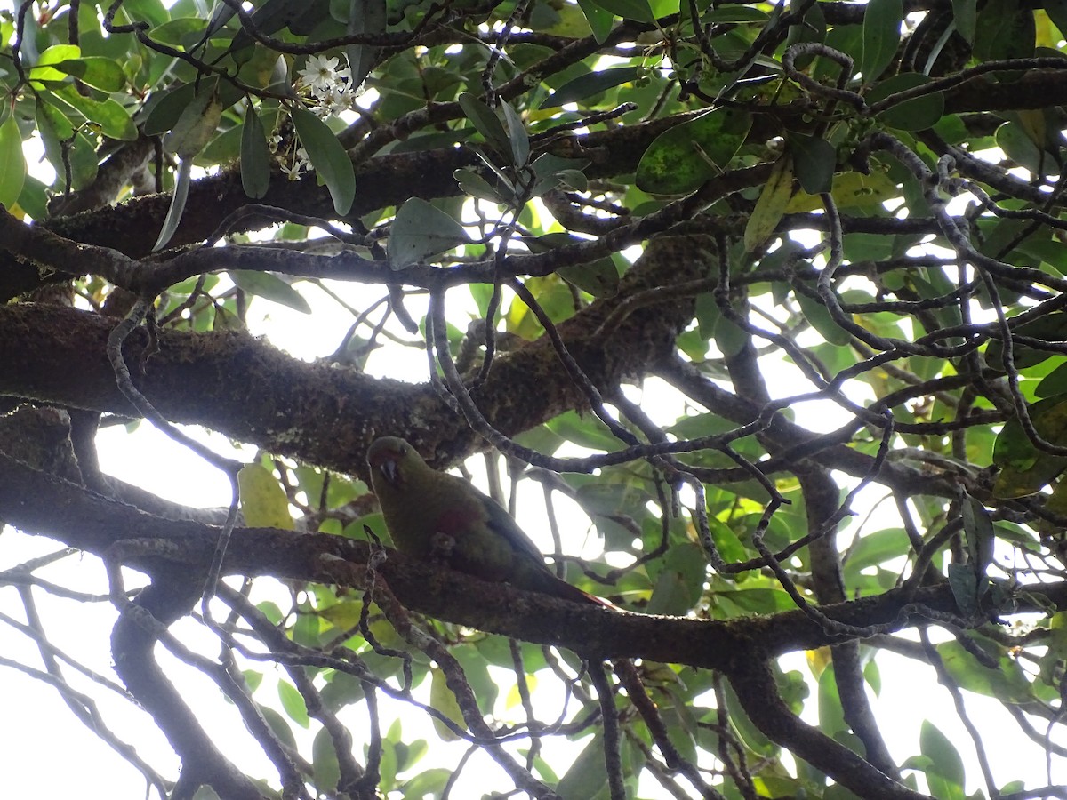 Slender-billed Parakeet - ML612164120