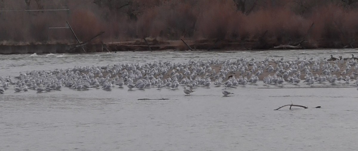 Ring-billed Gull - ML612164238