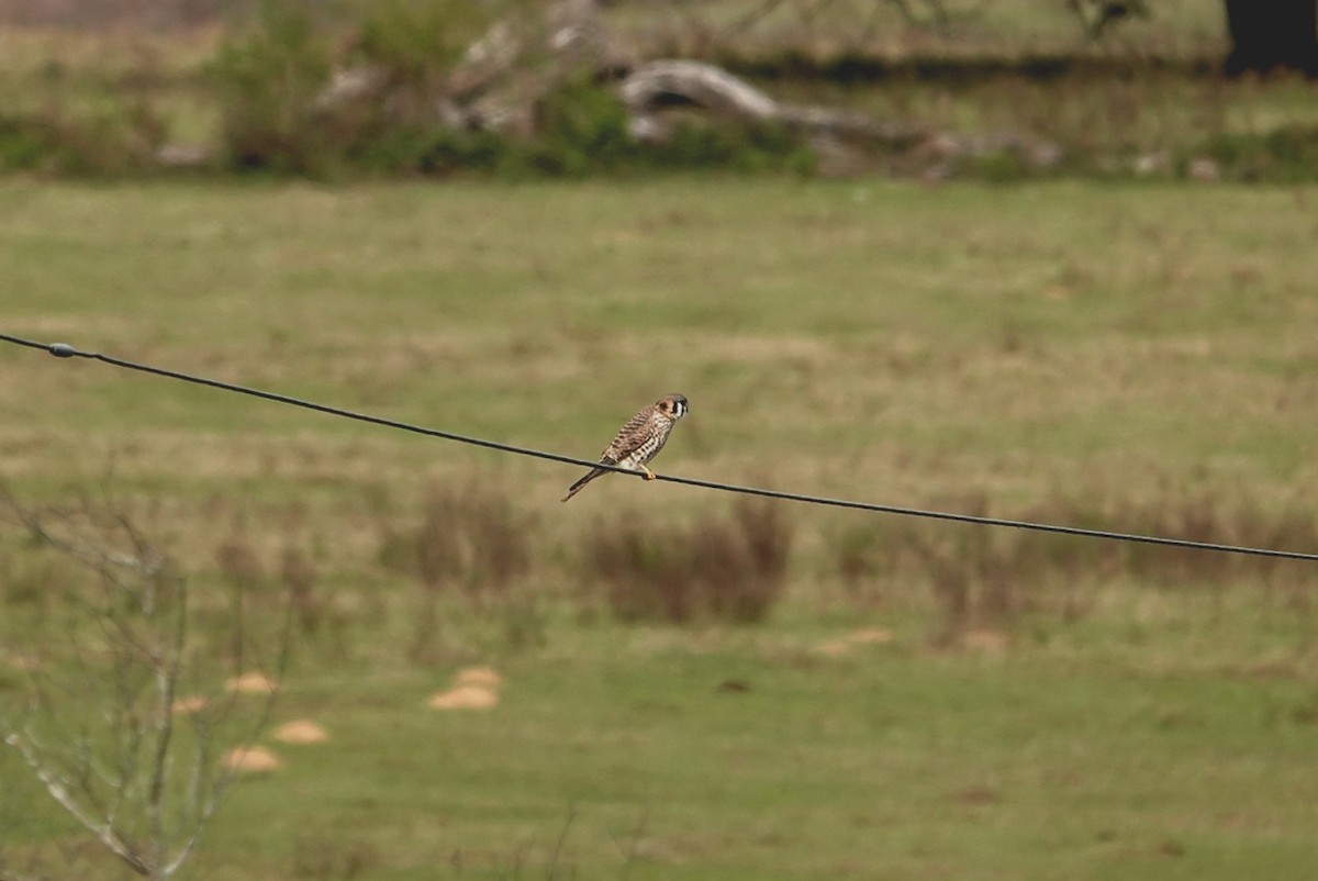 American Kestrel - ML612164286