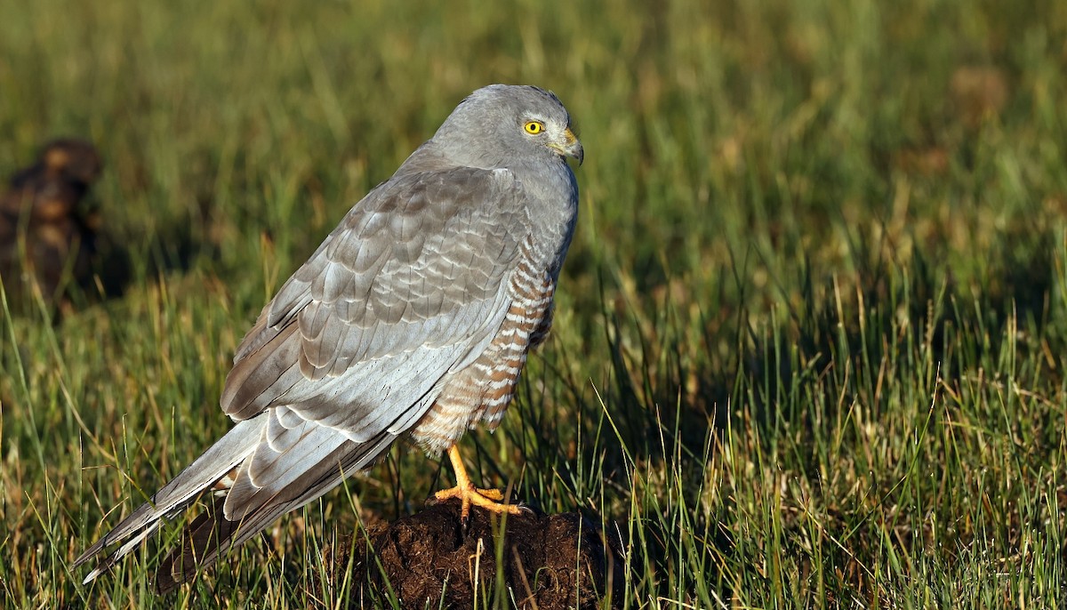 Cinereous Harrier - ML612164300