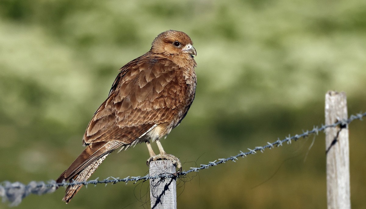 Chimango Caracara - Pavel Parkhaev