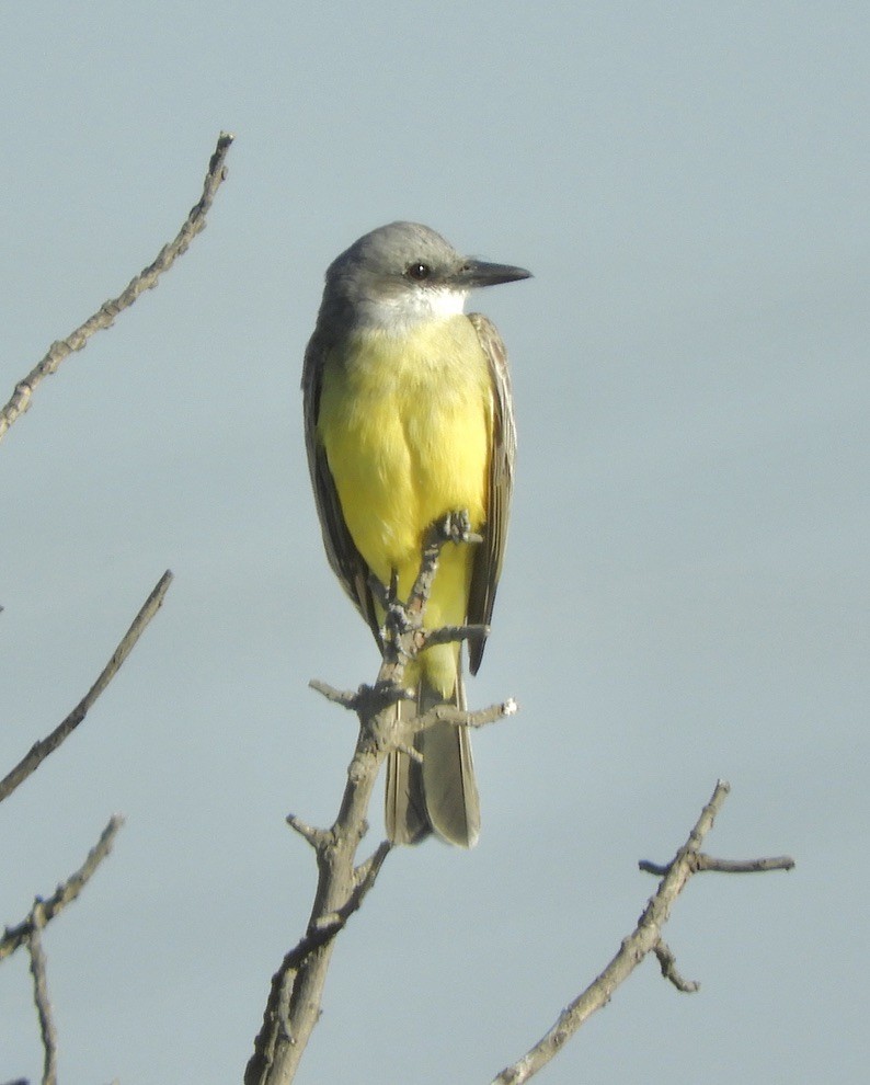 Tropical Kingbird - Sangeet  Khalsa