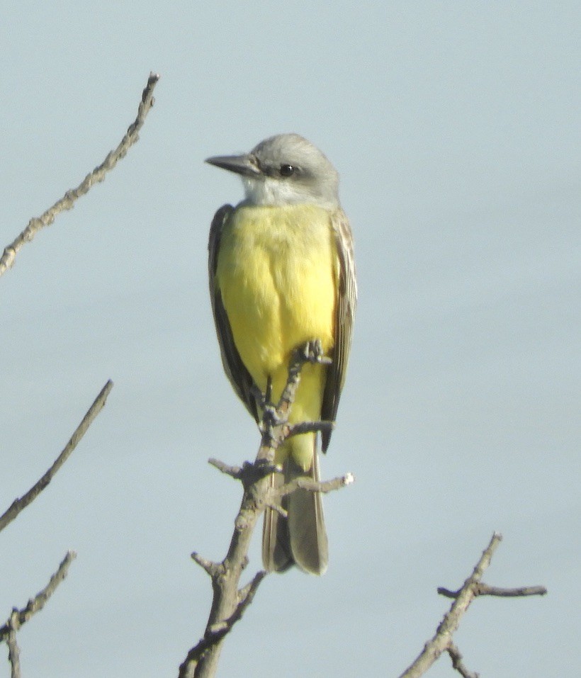 Tropical Kingbird - Sangeet  Khalsa