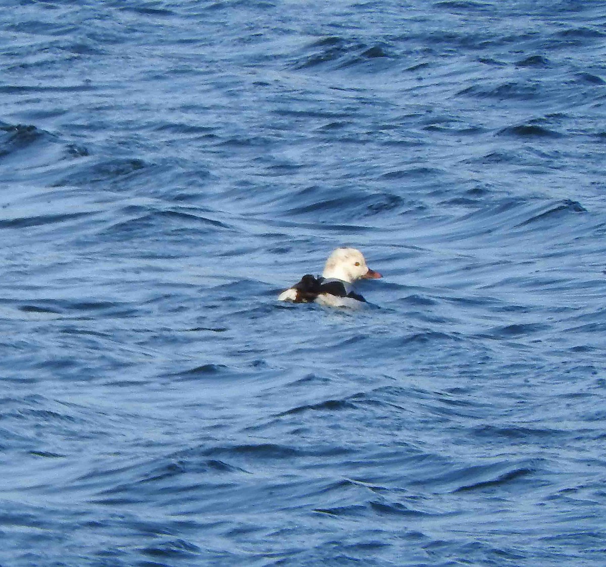 Long-tailed Duck - ML612164447
