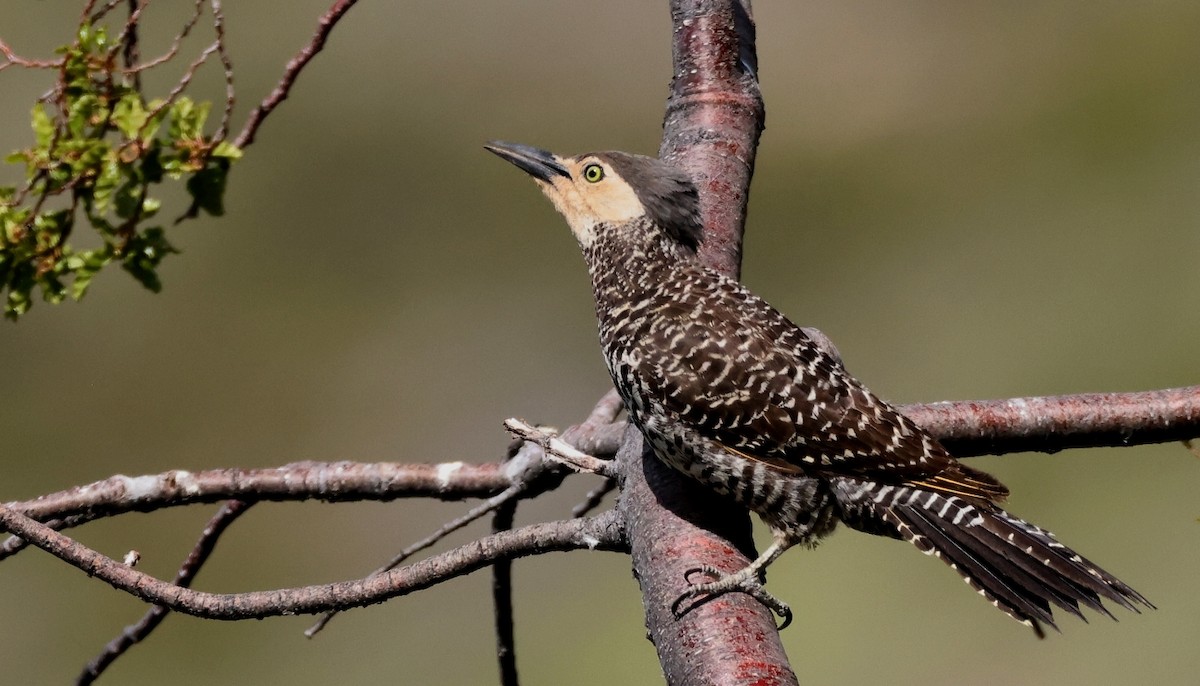 Chilean Flicker - ML612164552