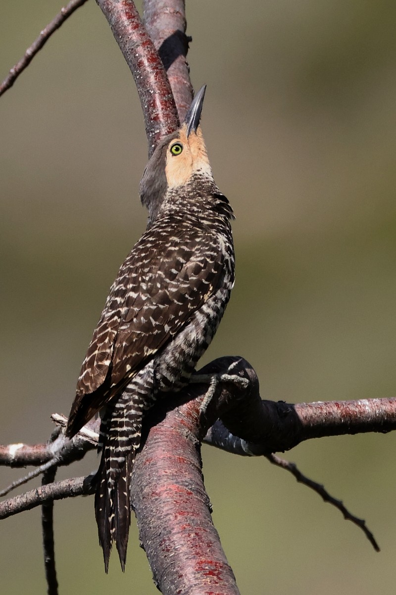 Chilean Flicker - ML612164553