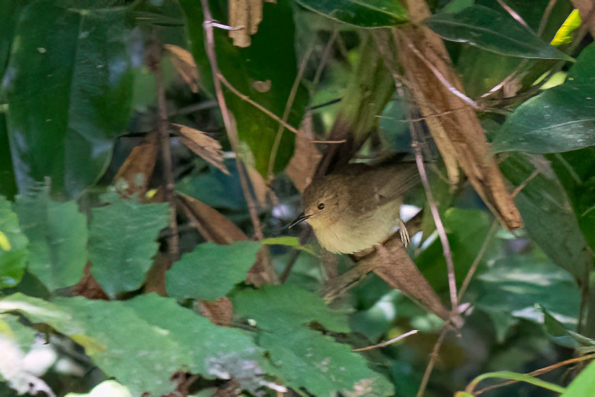 Atherton Scrubwren - Gustino Lanese