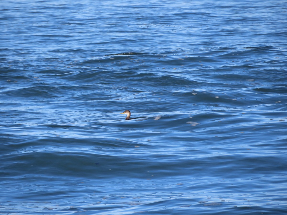 Red-necked Grebe - ML612164612