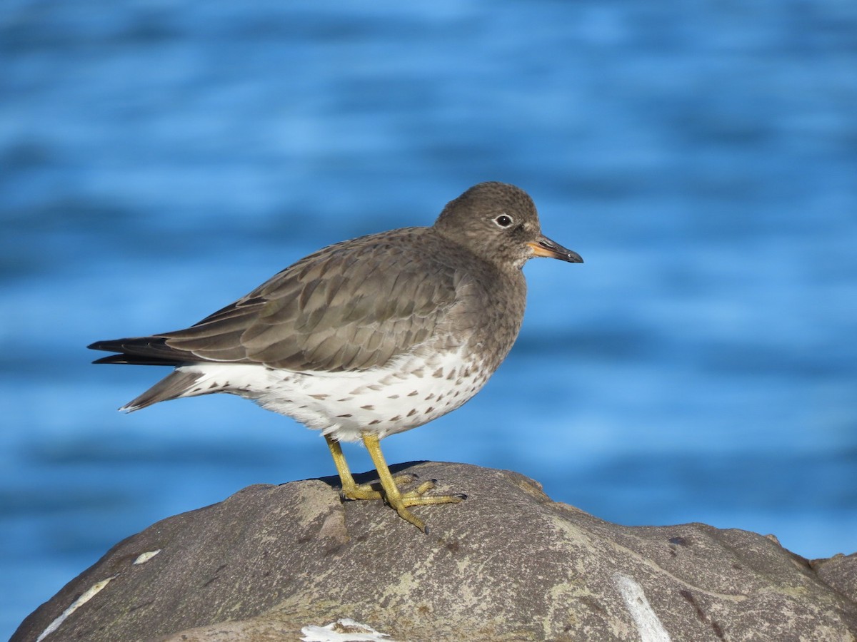 Surfbird - ML612164625