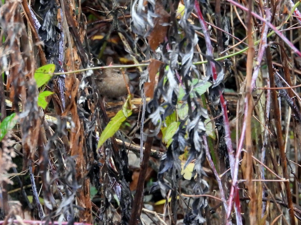 Winter Wren - Michael Schramm