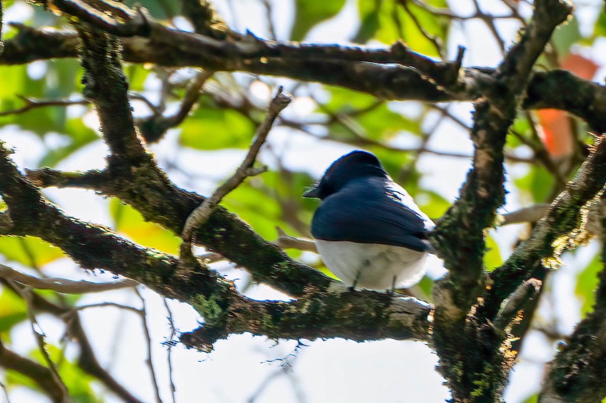 Leaden Flycatcher - Gustino Lanese