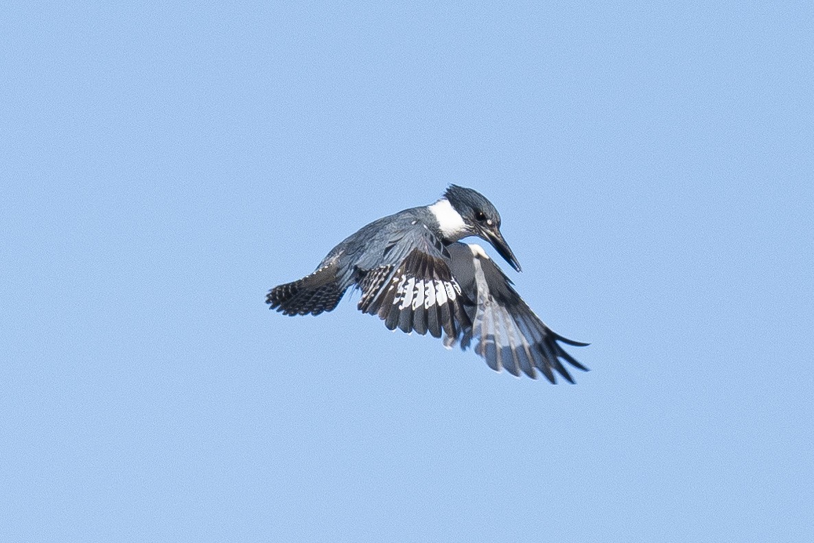 Belted Kingfisher - ML612164669